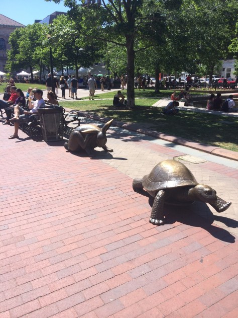 The Tortoise and the Hare, who Wins??